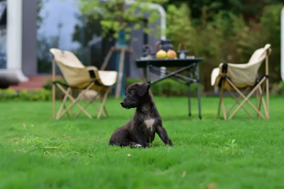 Dog camping with an owner