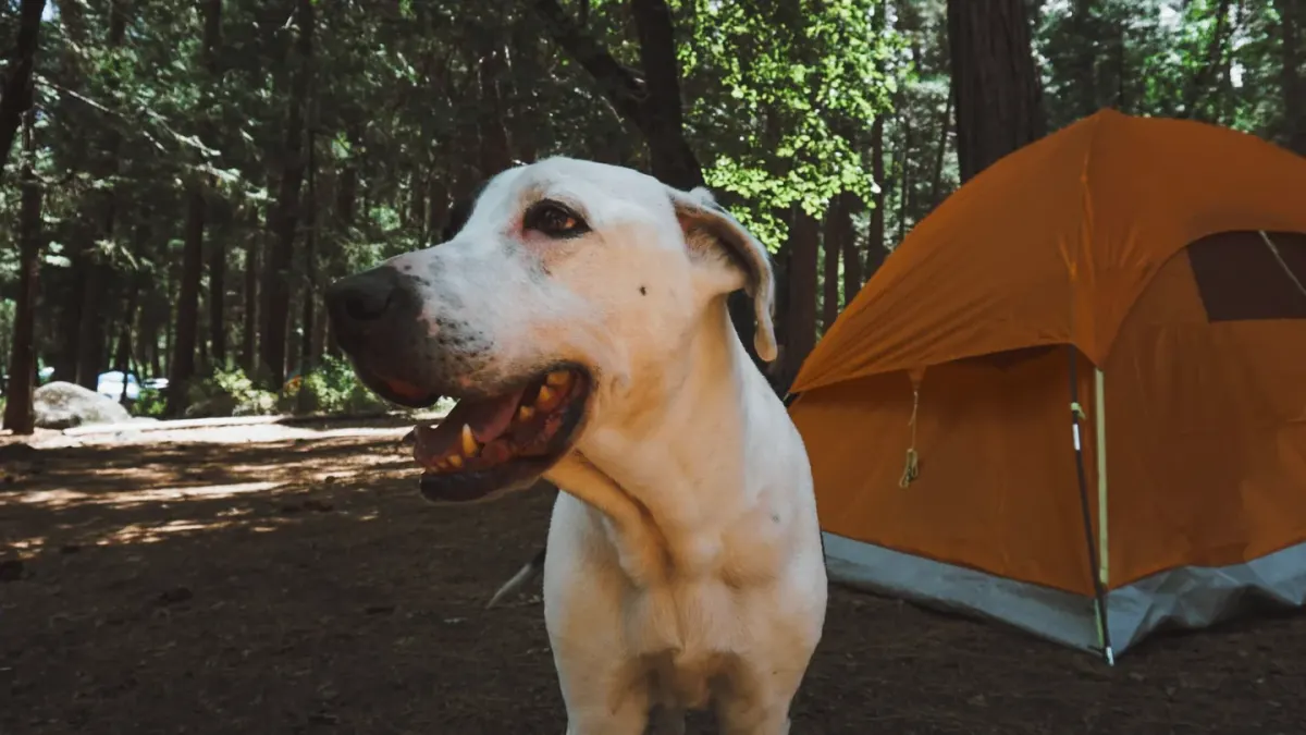 Dog camping with an owner