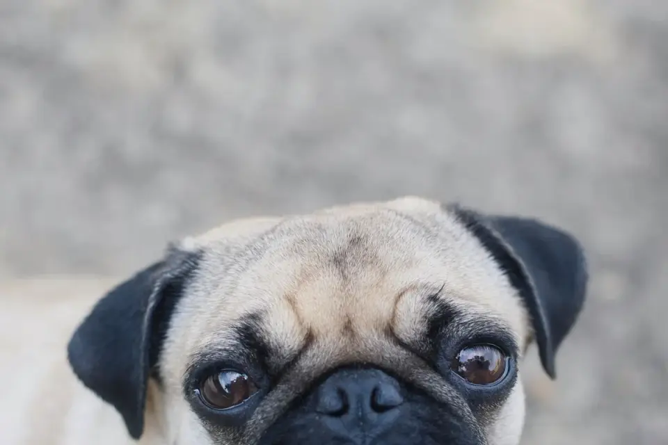 Dog close to a bowl