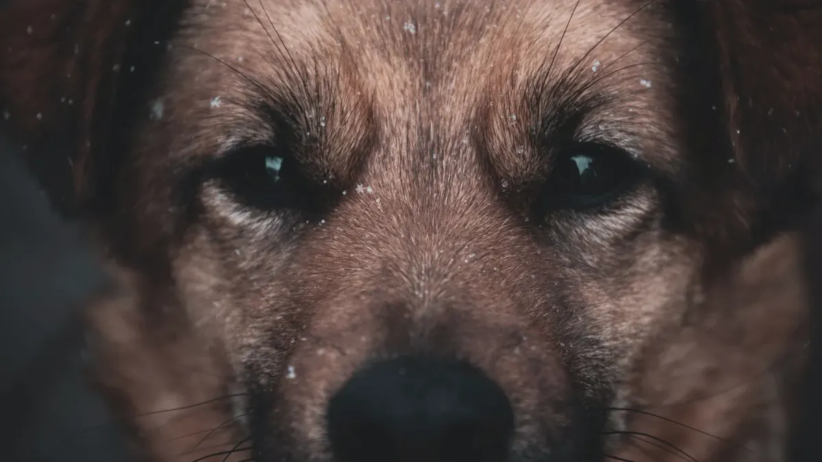 Dog close to a bowl