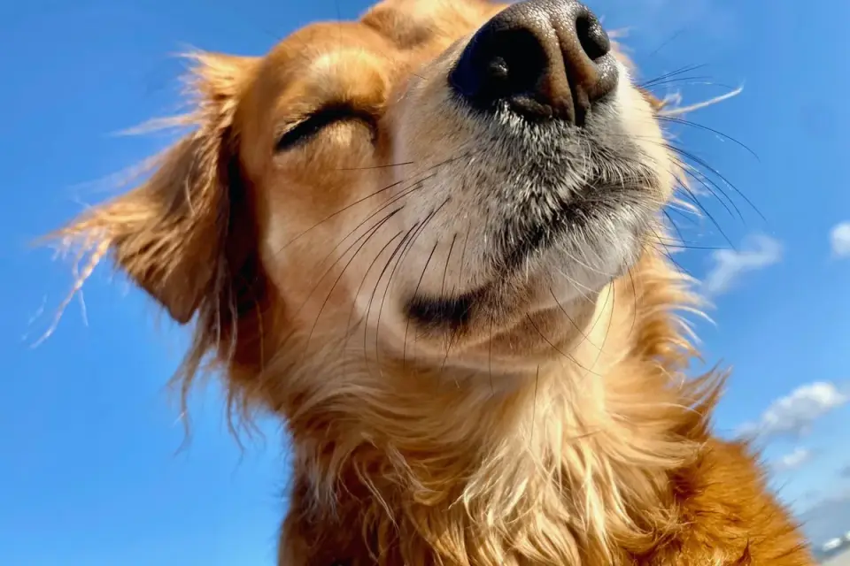 Dog close to a bowl