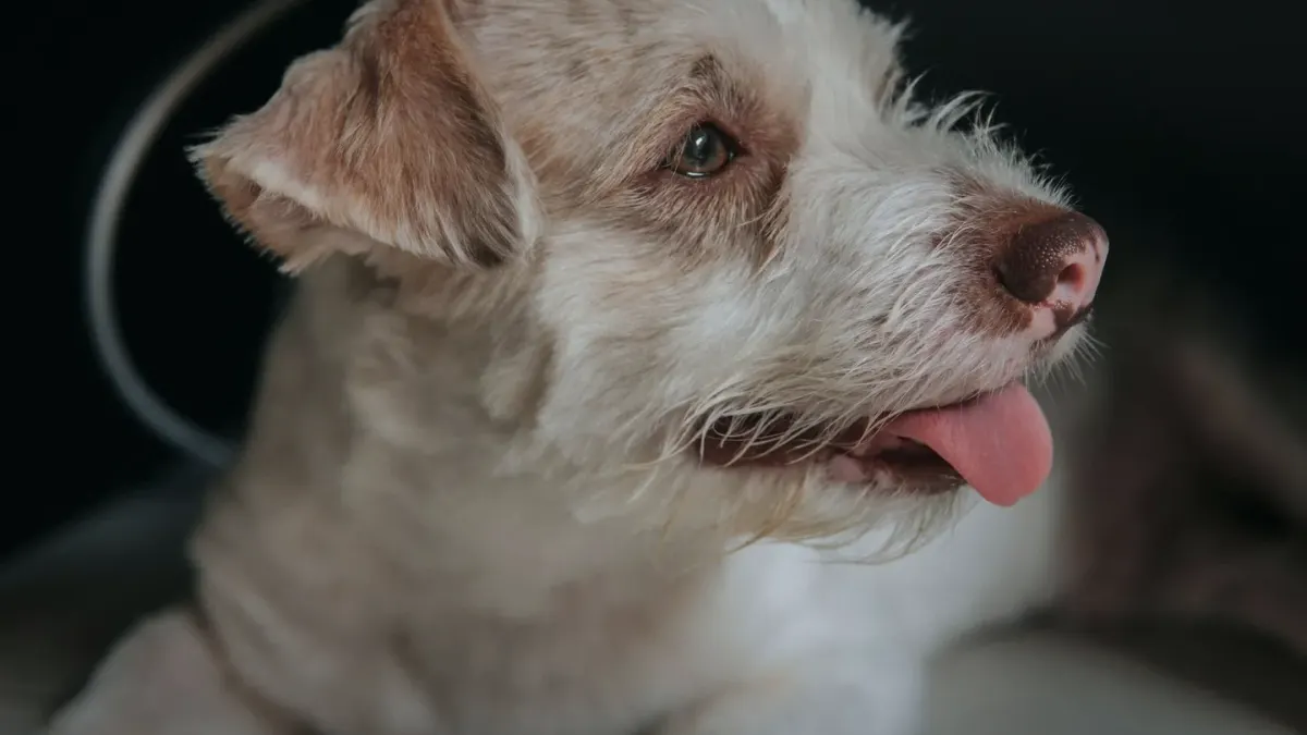 Dog close to a bowl