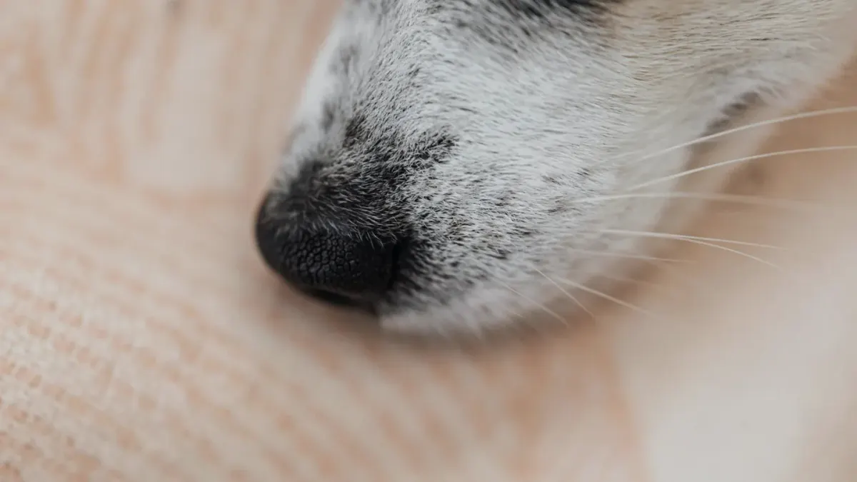 Dog close to a bowl