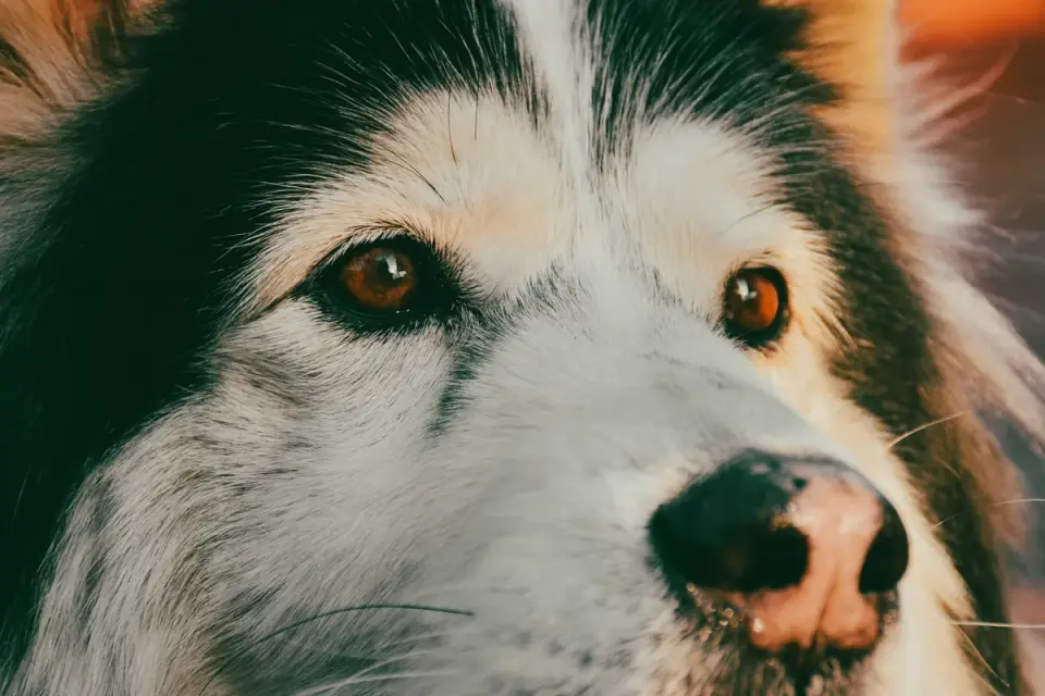 Dog close to a bowl