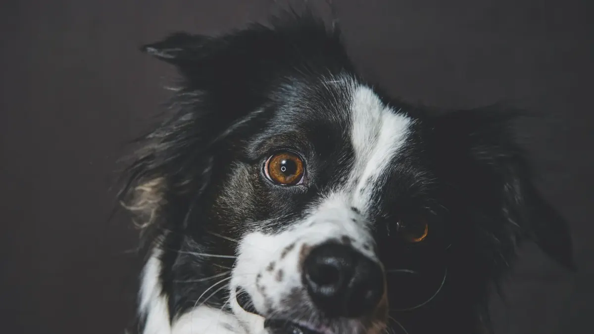 Dog close to a bowl