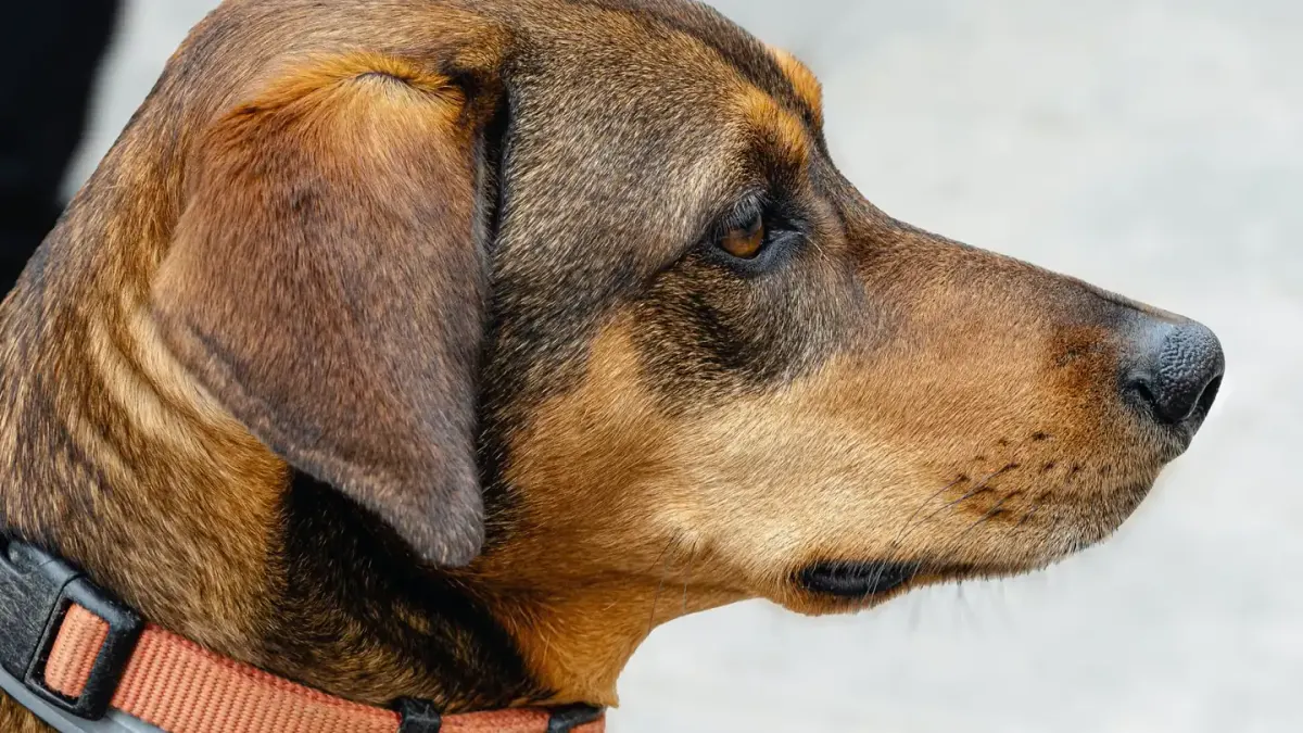 Dog close to a bowl