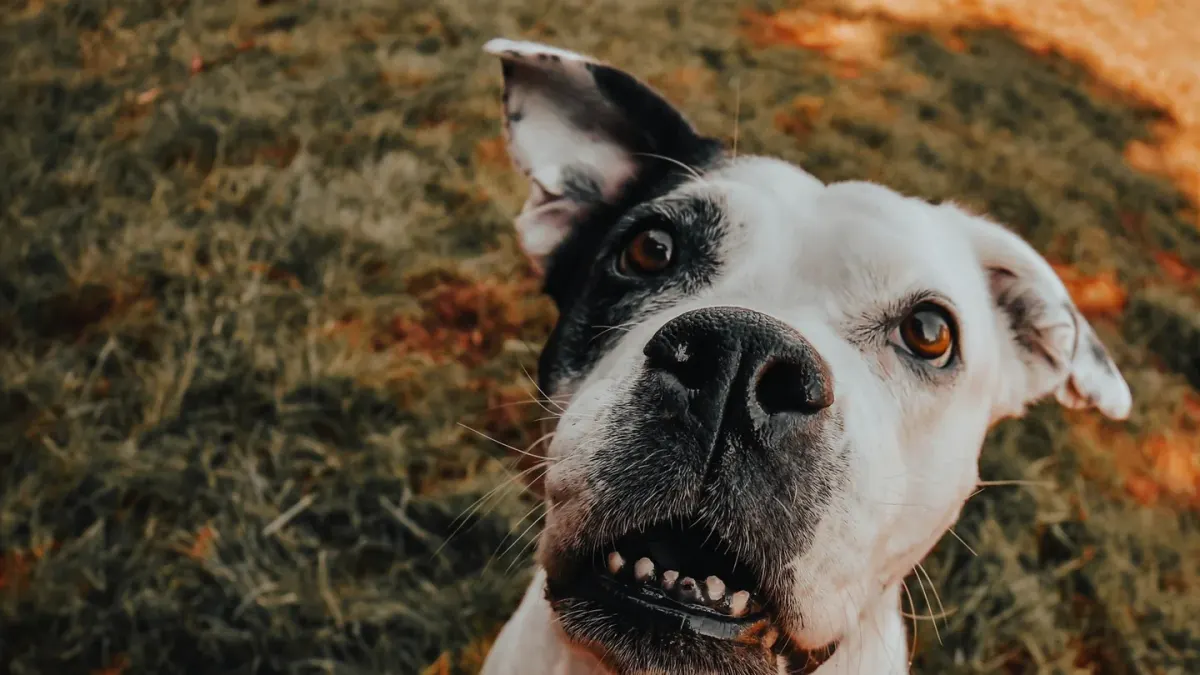 Dog close to a bowl