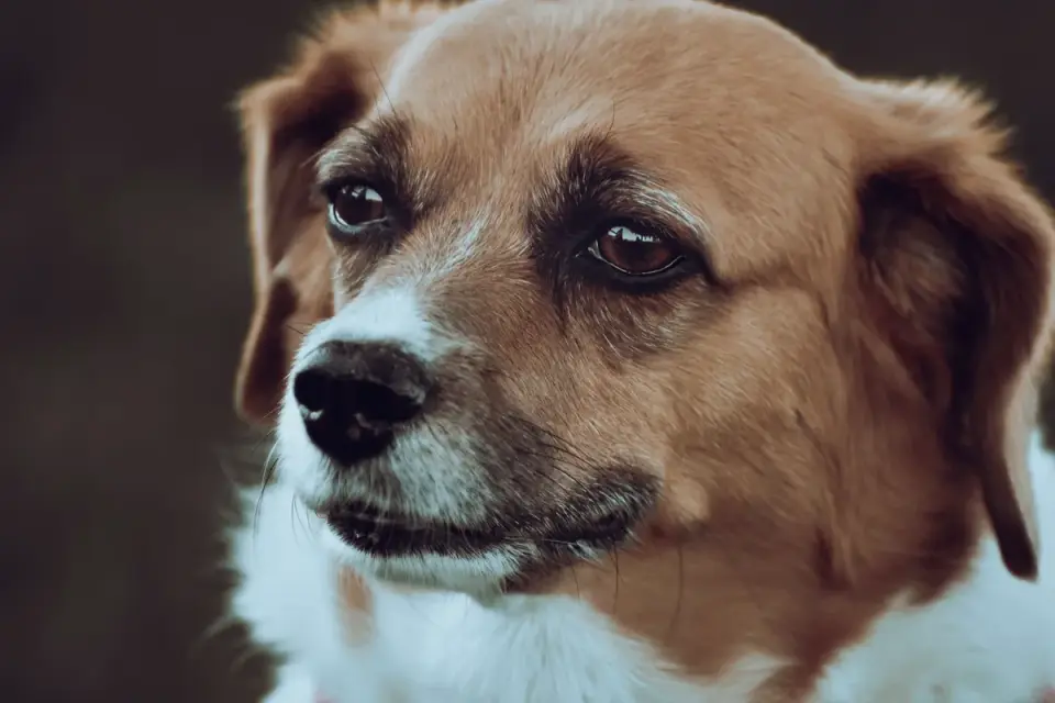 Dog close to a bowl