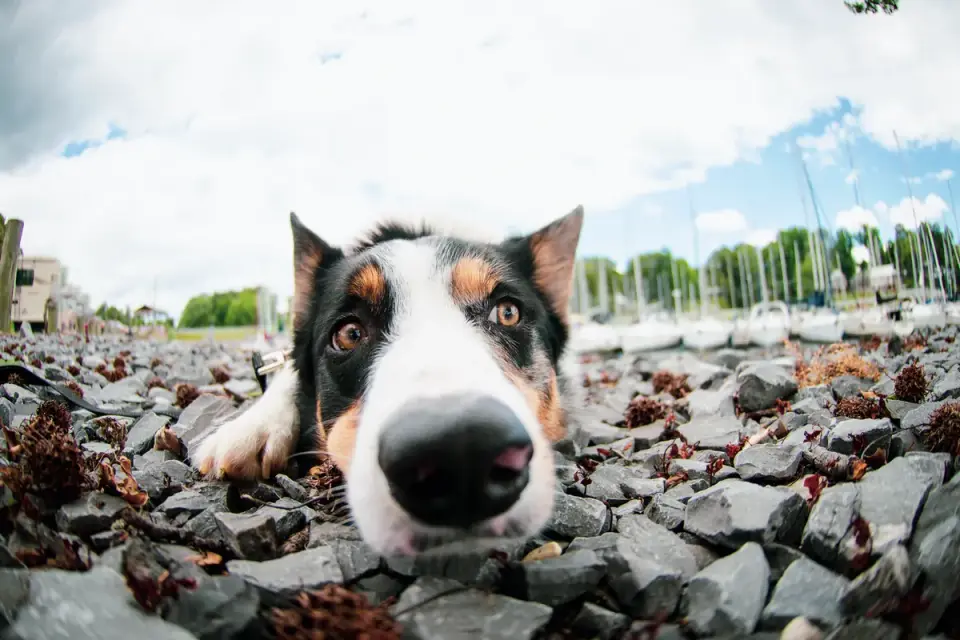 Dog close to a bowl