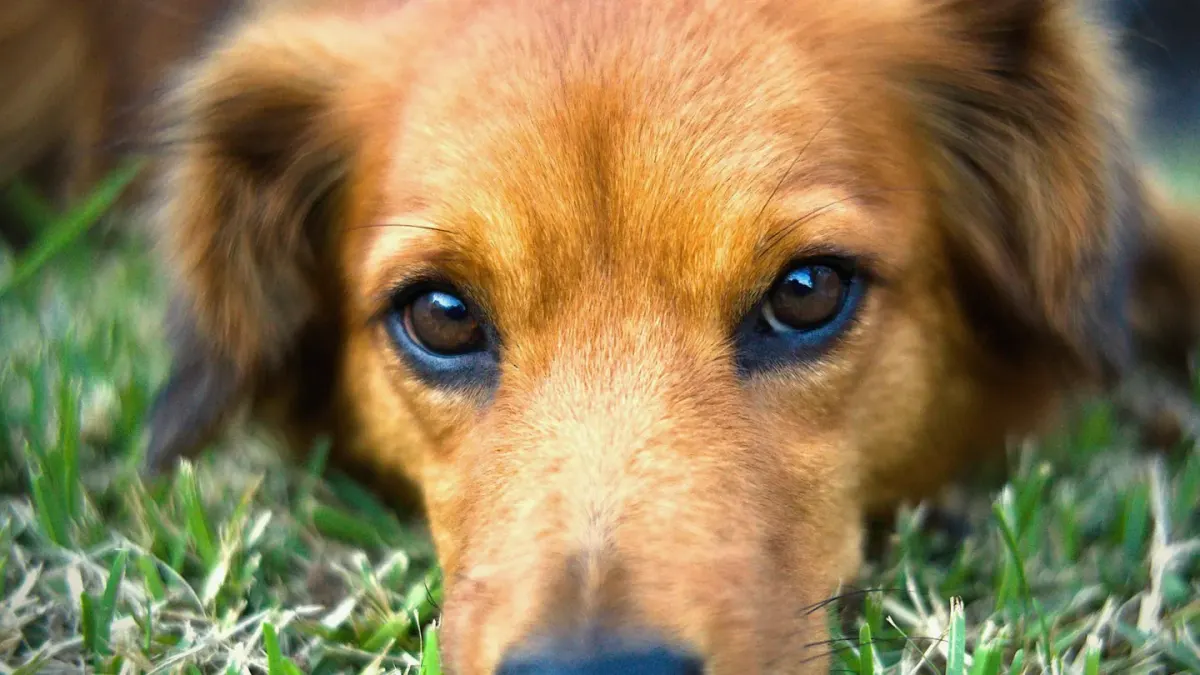 Dog close to a bowl