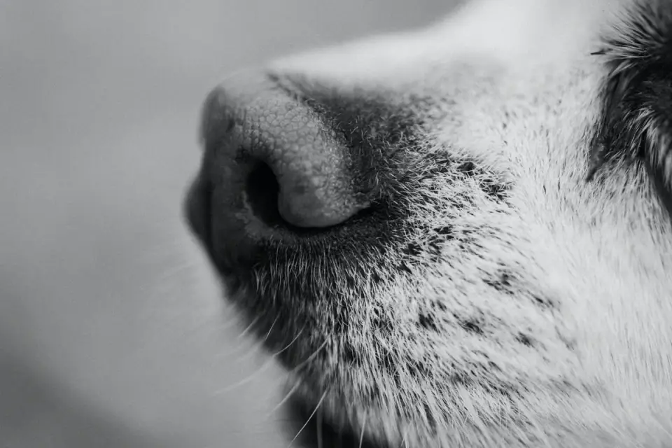 Dog close to a bowl
