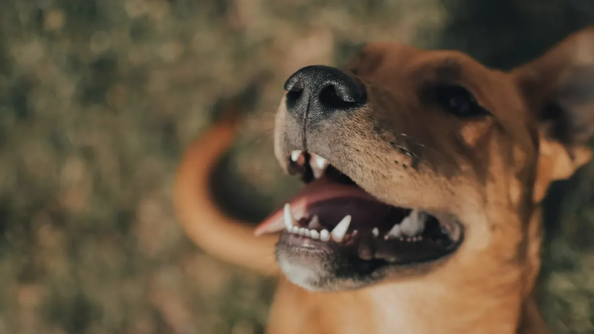 Dog close to a bowl