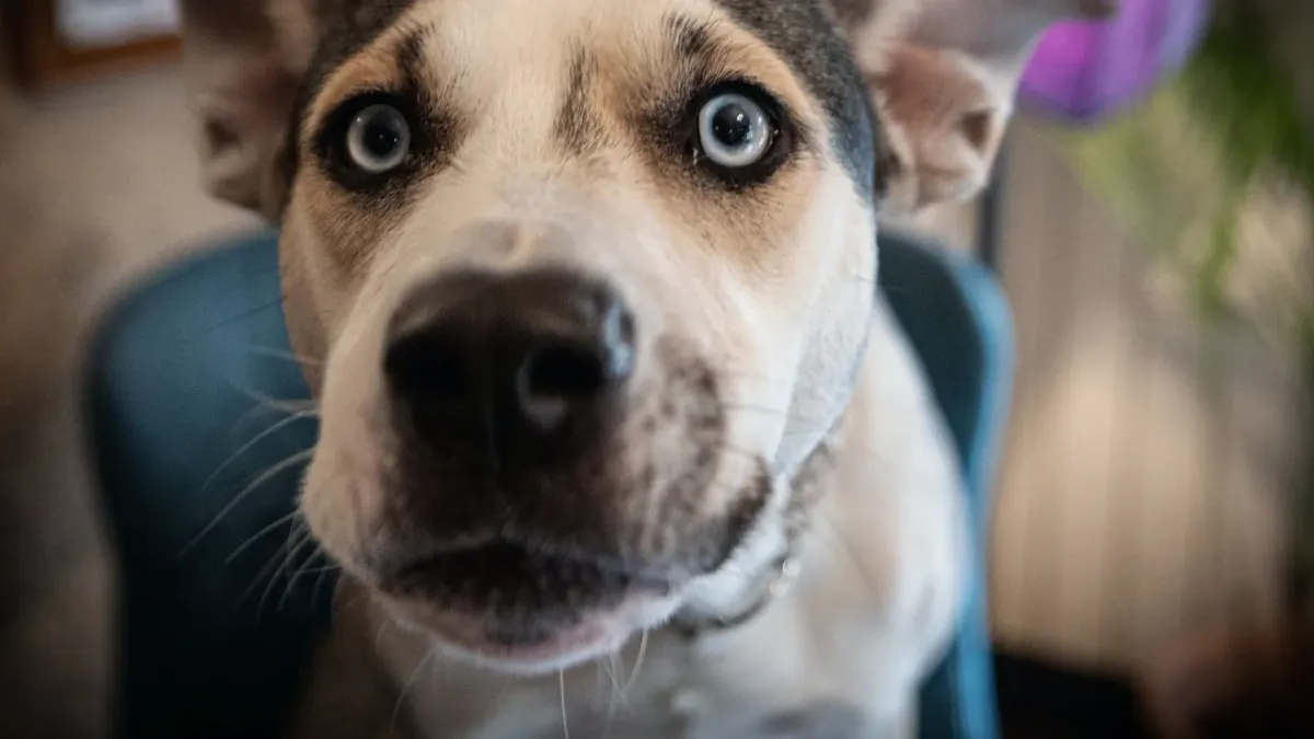 Dog close to a bowl