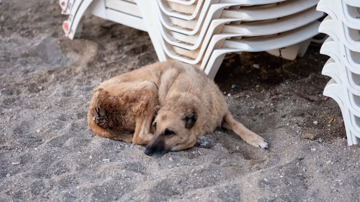 Dog curled on a blanket