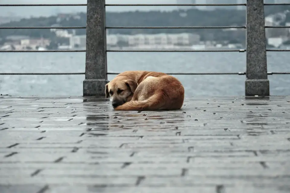 Dog curled on a blanket
