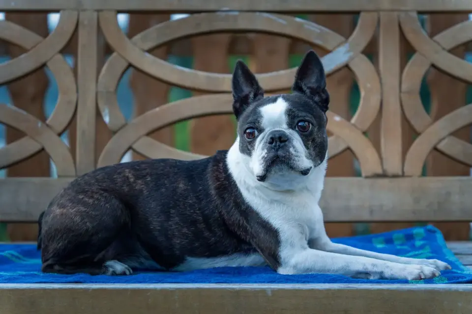 Dog curled on a blanket