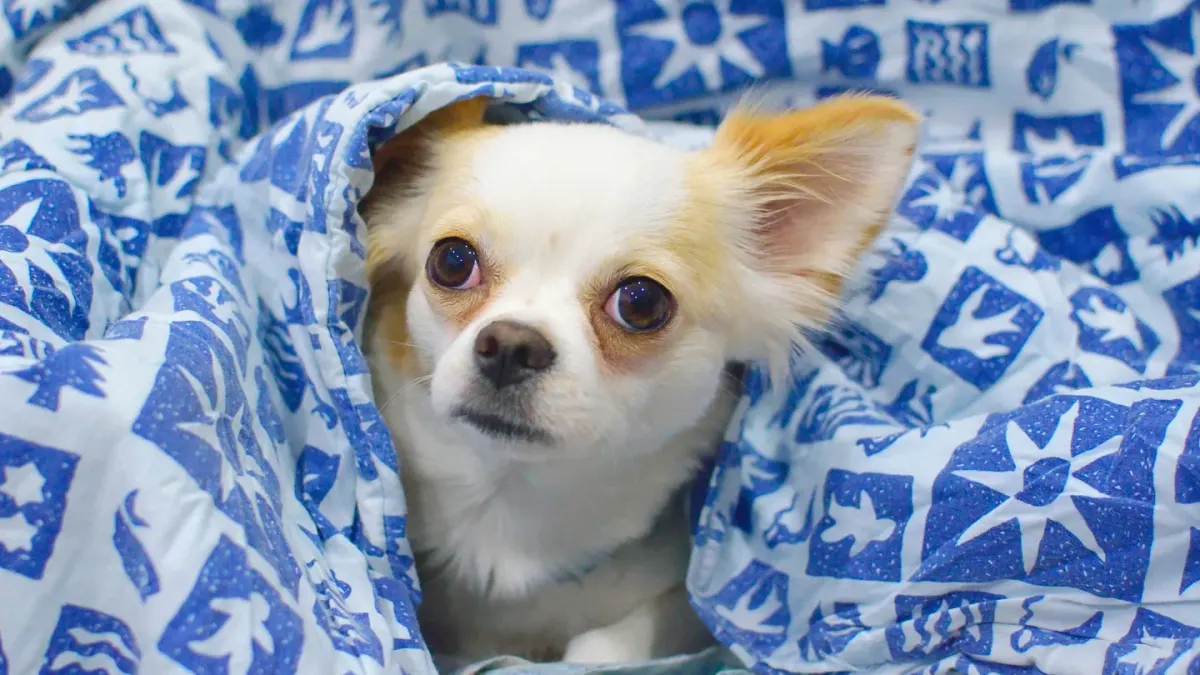 Dog curled on a blanket