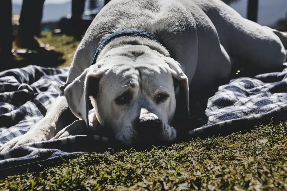 Dog curled on a blanket