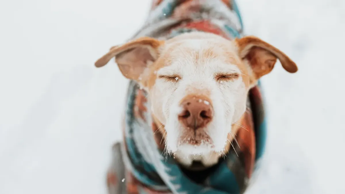 Dog curled on a blanket