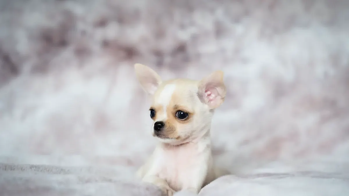 Dog curled on a blanket