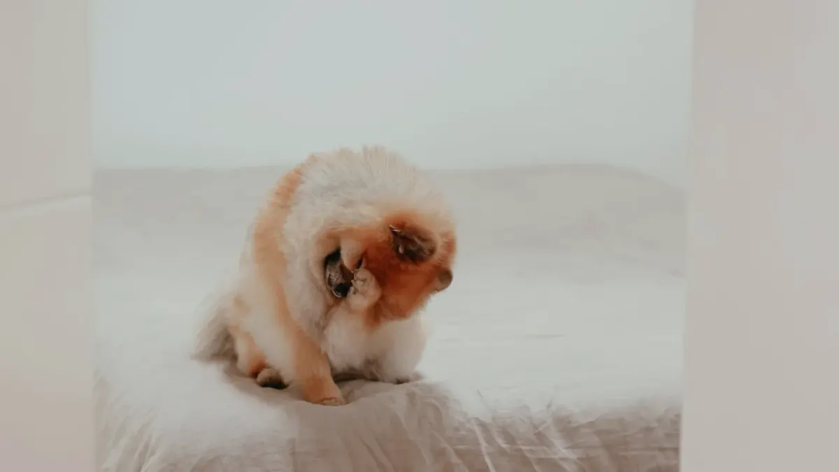 Dog curled on a blanket