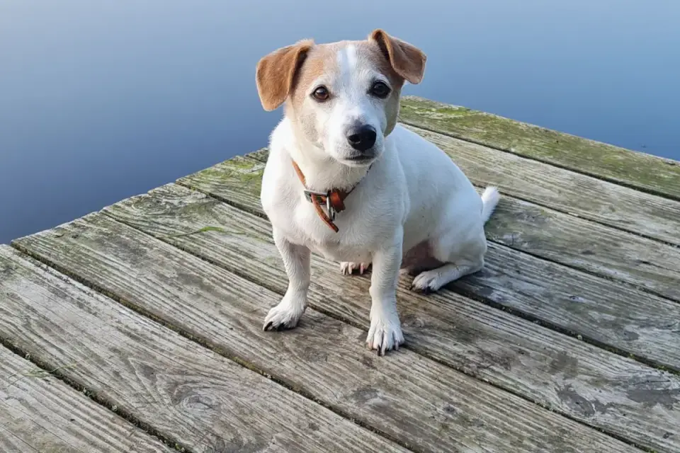 Dog drinking water