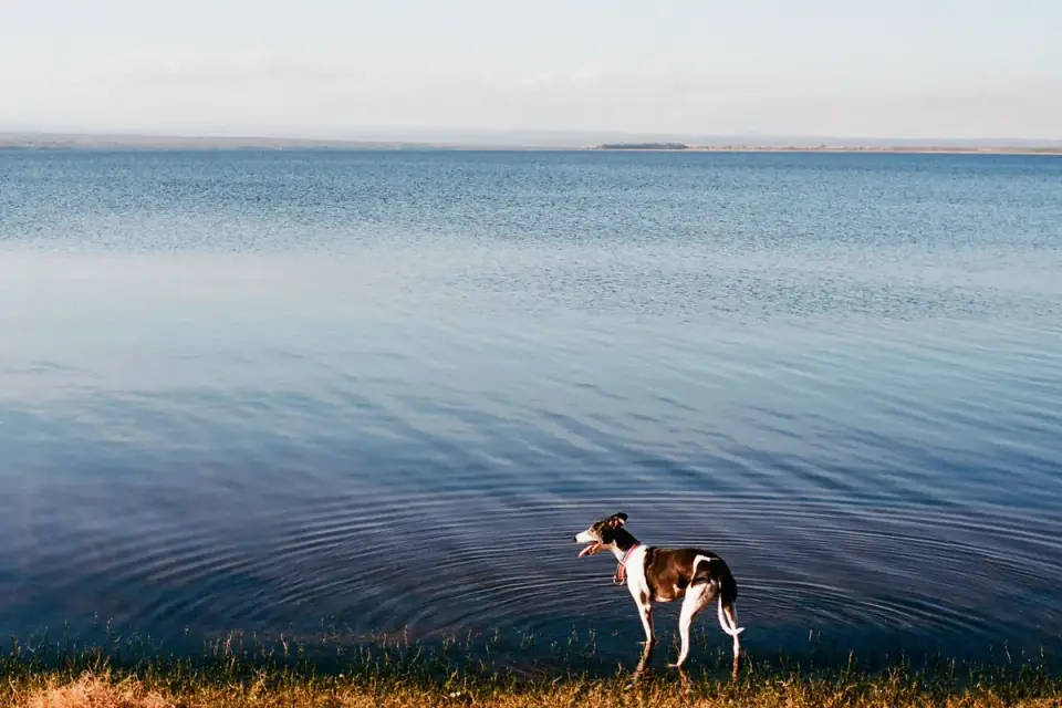 Dog drinking water