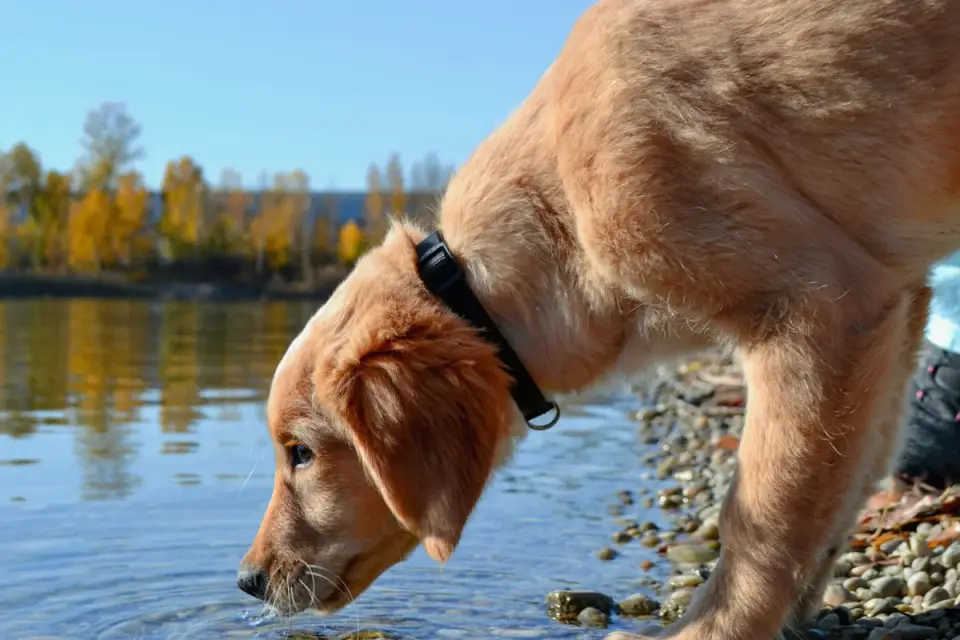 Dog drinking water from a collapsible travel bowl at a campsite
