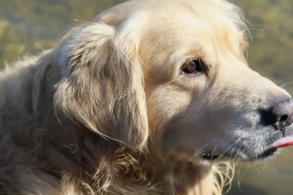 Dog drinking water