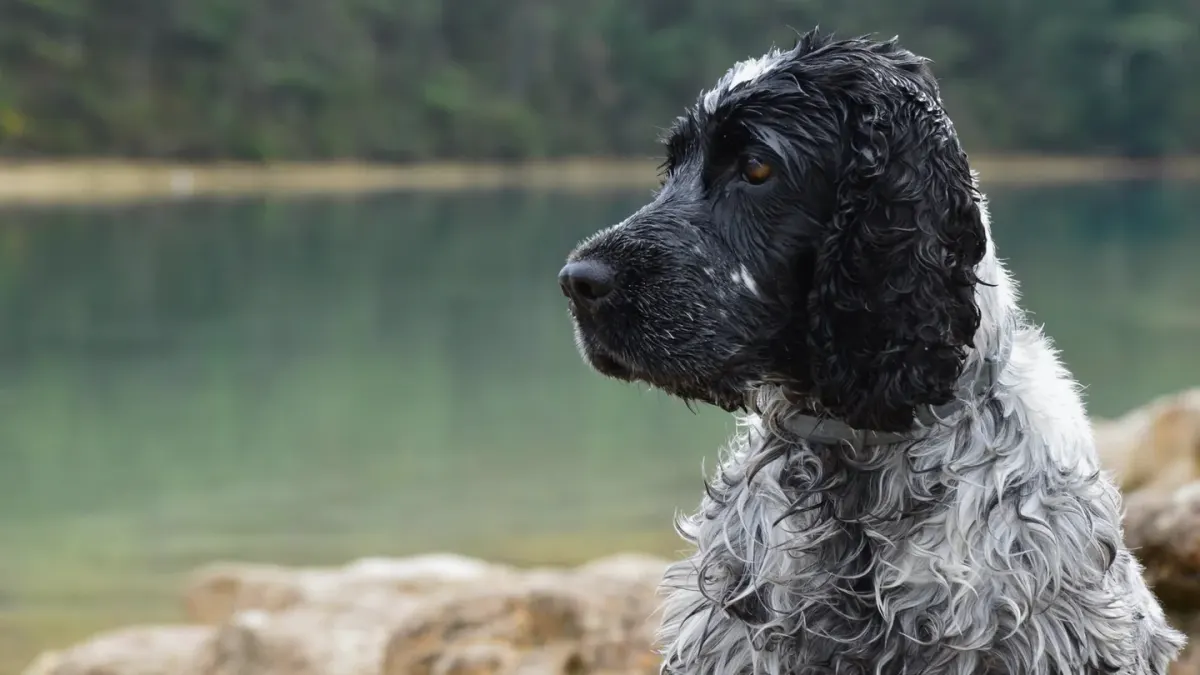 Dog drinking water