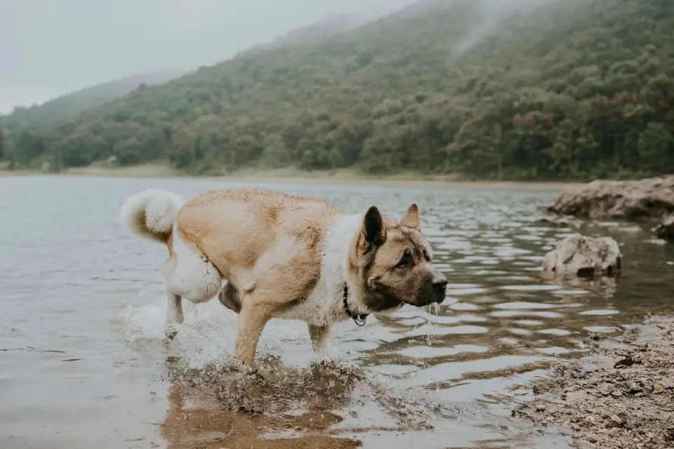 Dog drinking water