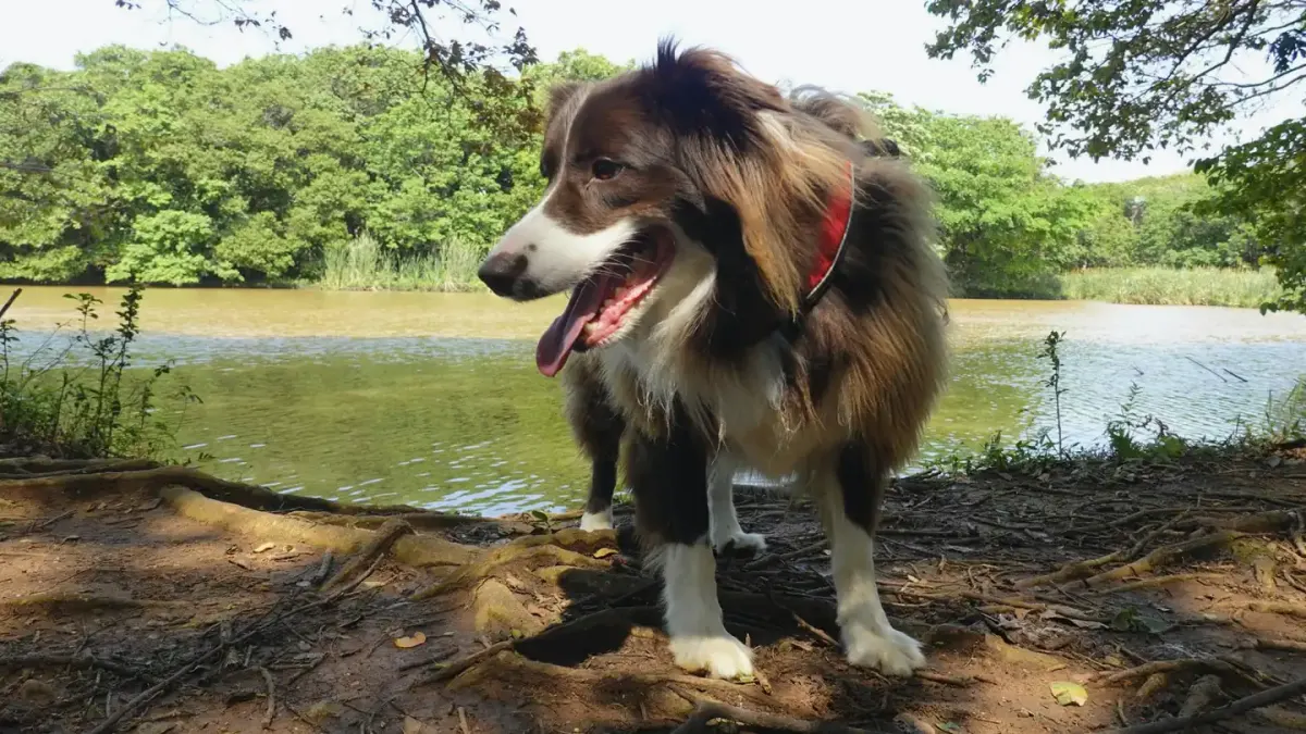 Dog drinking water