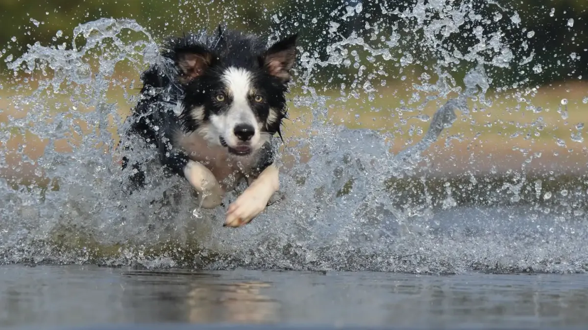 Dog drinking water