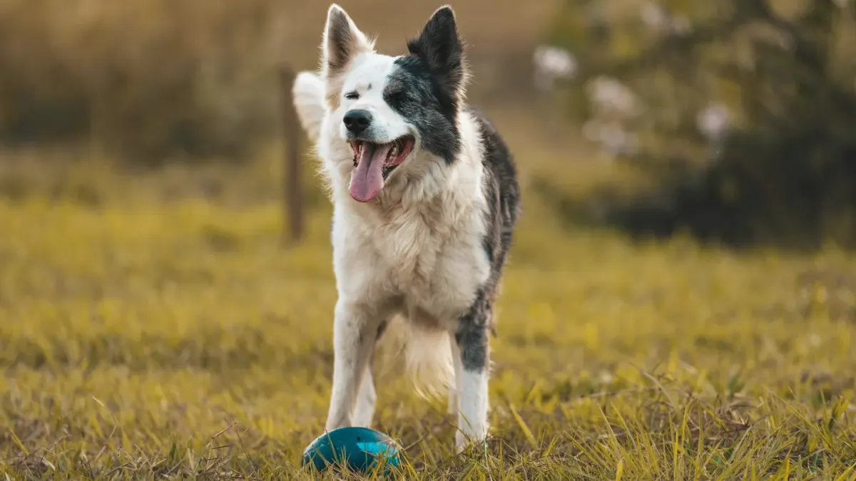 Dog drinking water