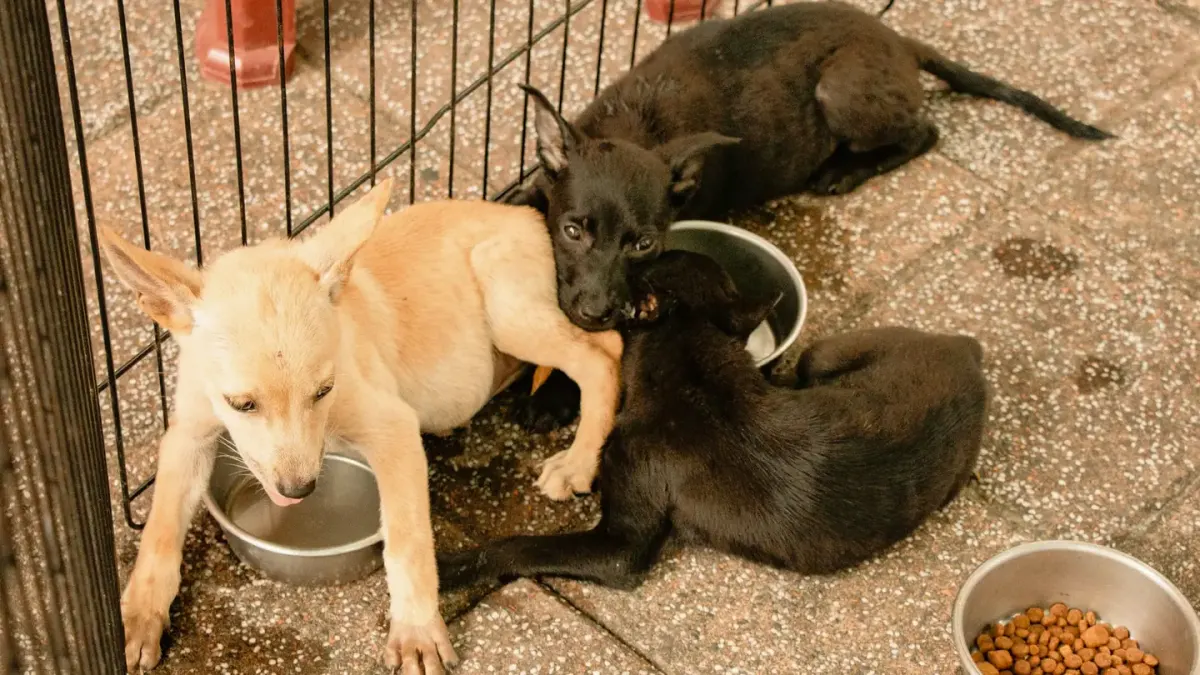 Dog eating from a bowl