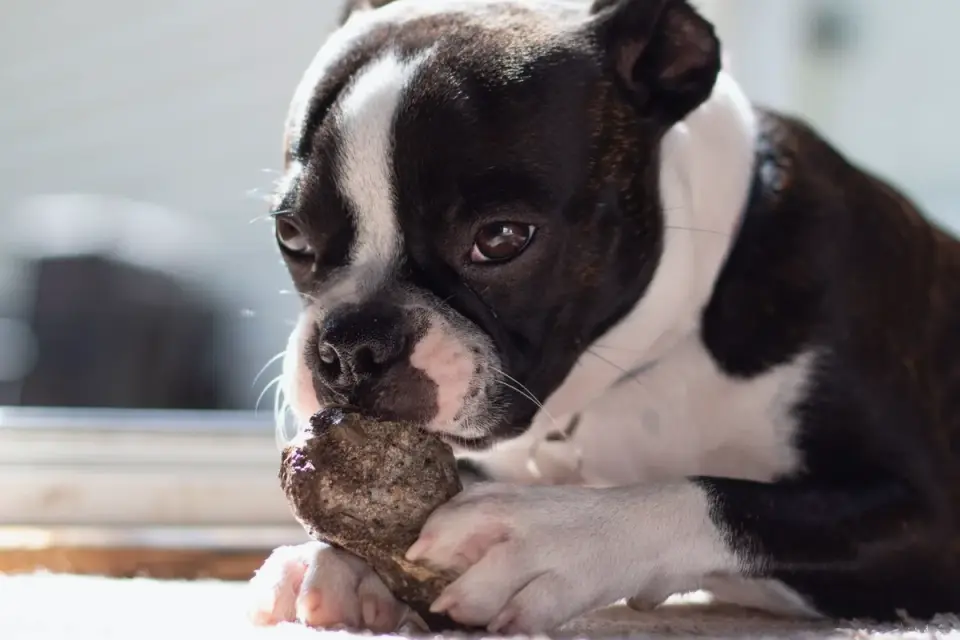 Dog eating from a bowl at home
