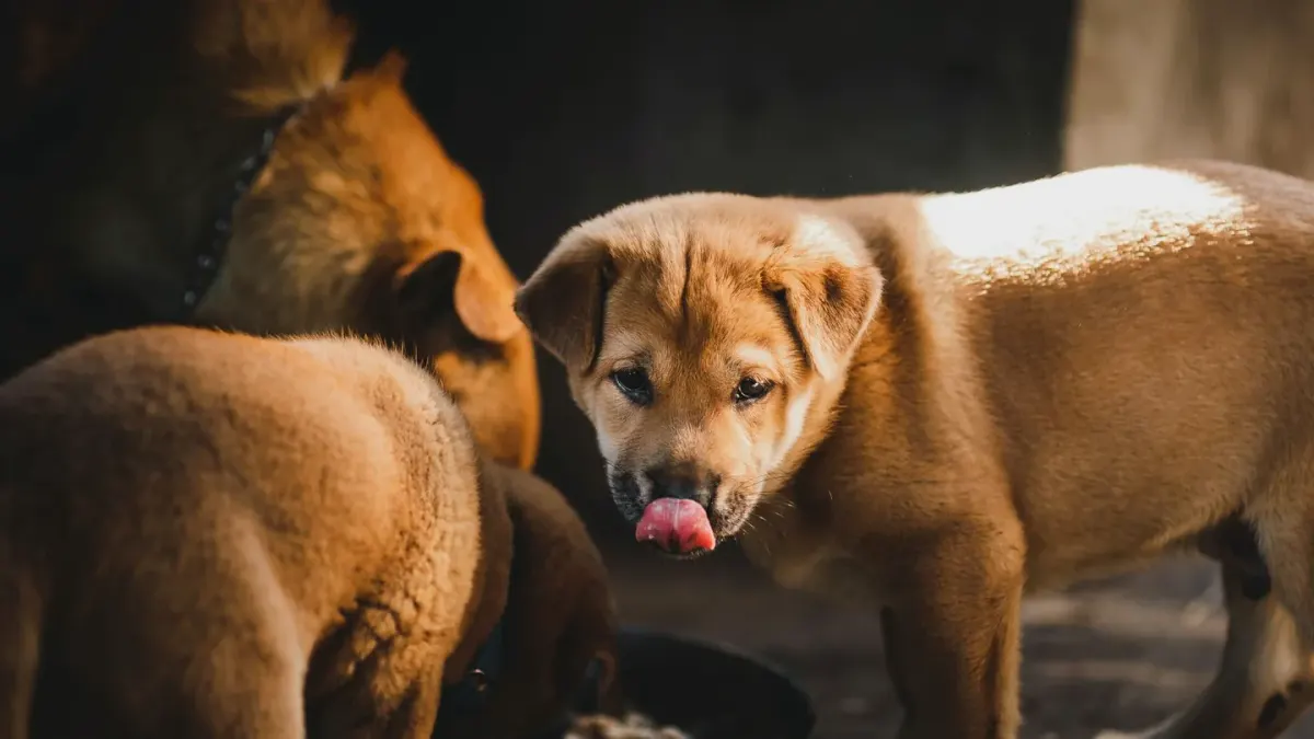 Dog eating from a bowl at home