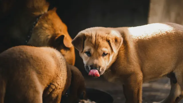 Dog eating from a bowl at home