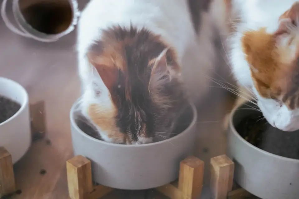 Dog eating from a bowl at home