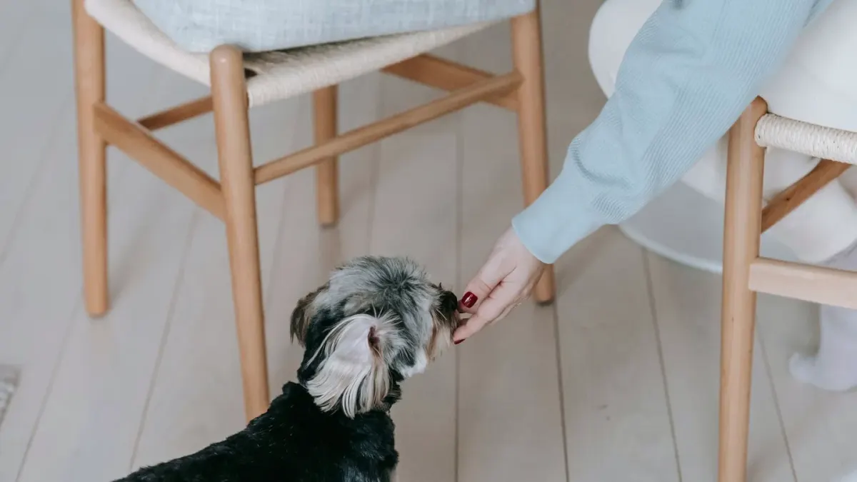 Dog eating from a bowl at home