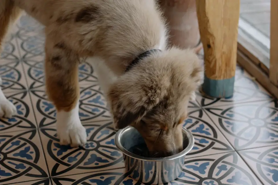 Dog eating from a bowl at home
