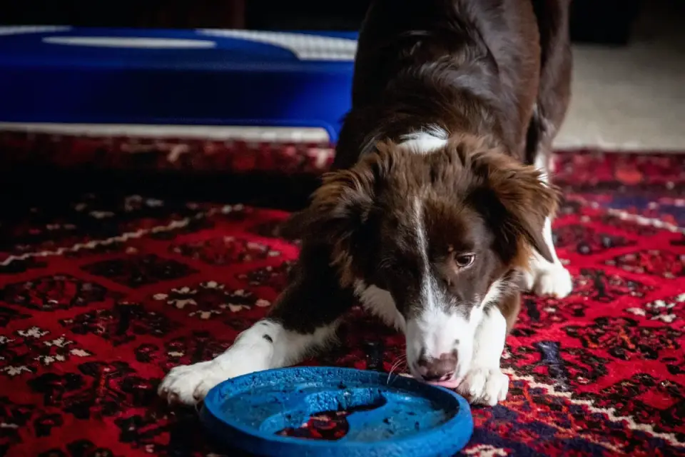 Dog eating from a bowl at home