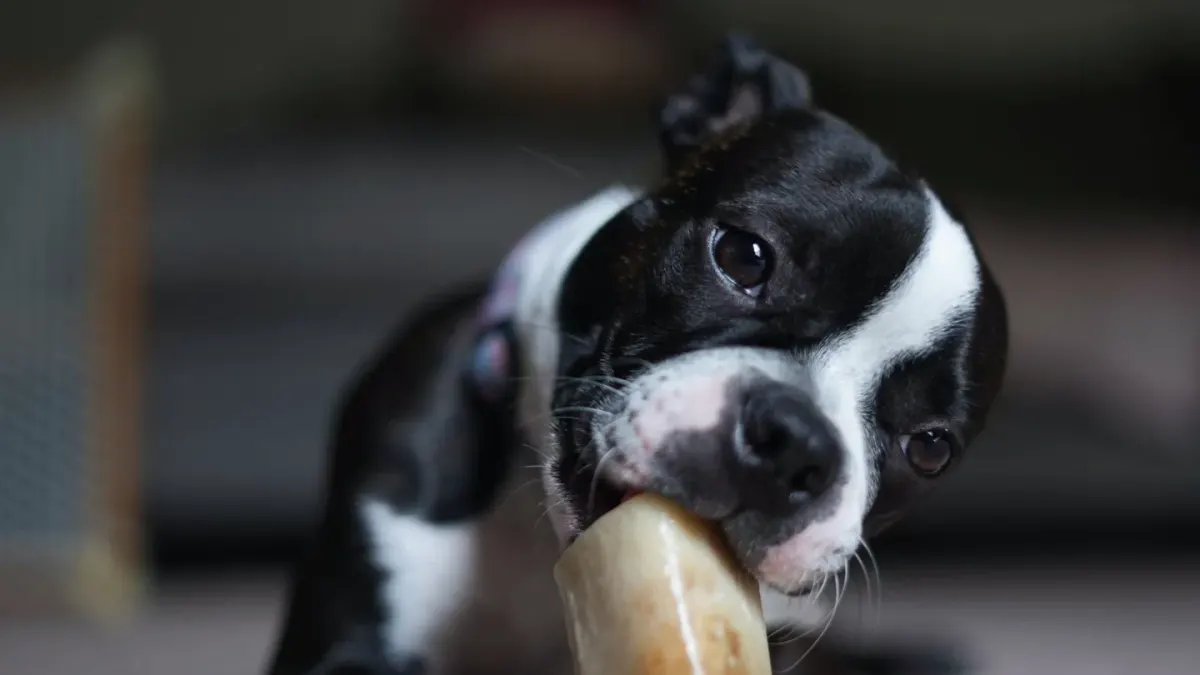 Dog eating from a bowl at home