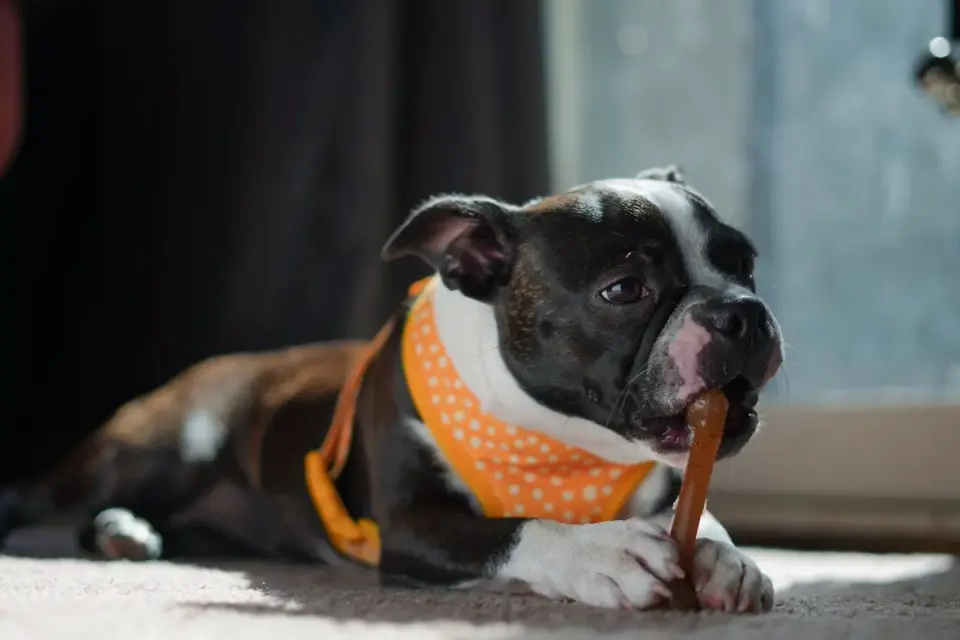 Dog eating from a bowl at home