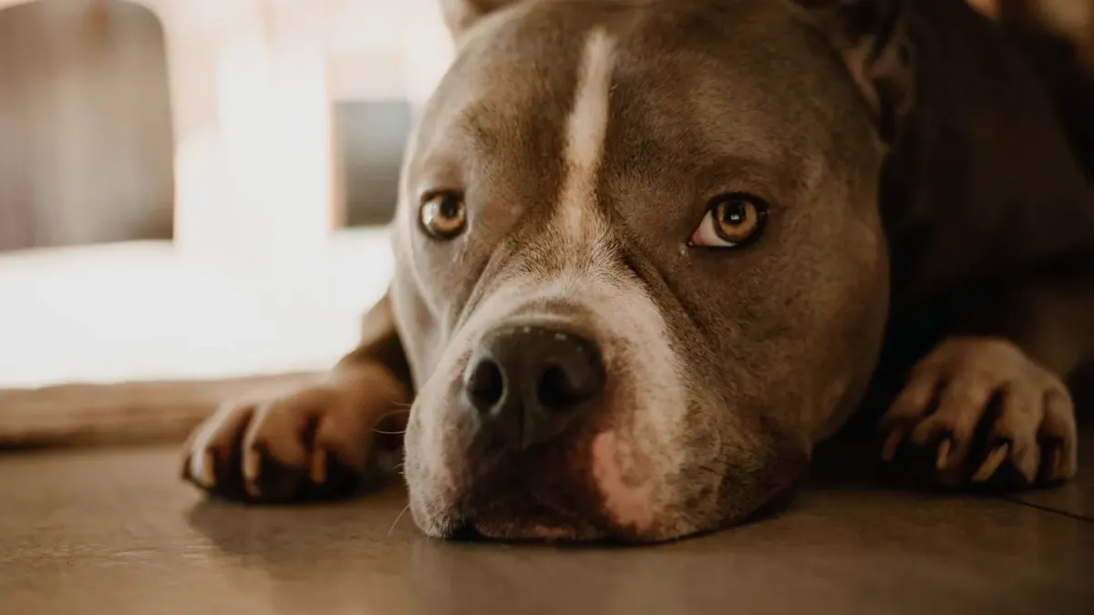 Dog eating from a bowl at home