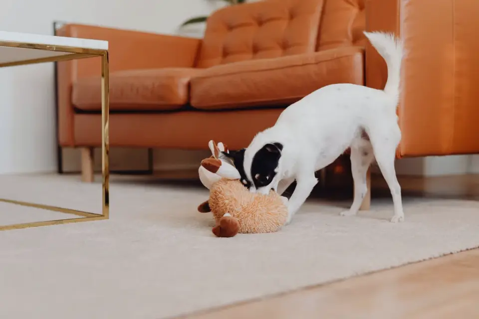 Dog eating from a bowl at home