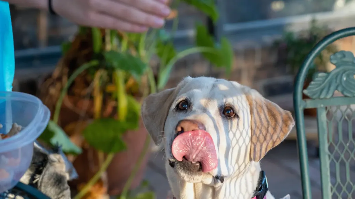 Dog eating from a bowl at home