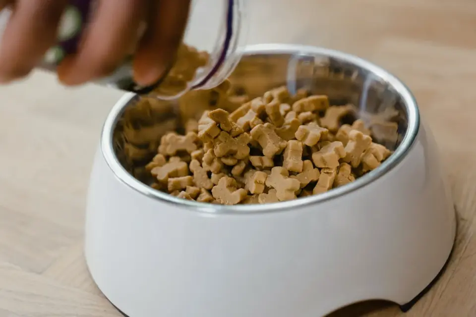 Dog eating from a bowl