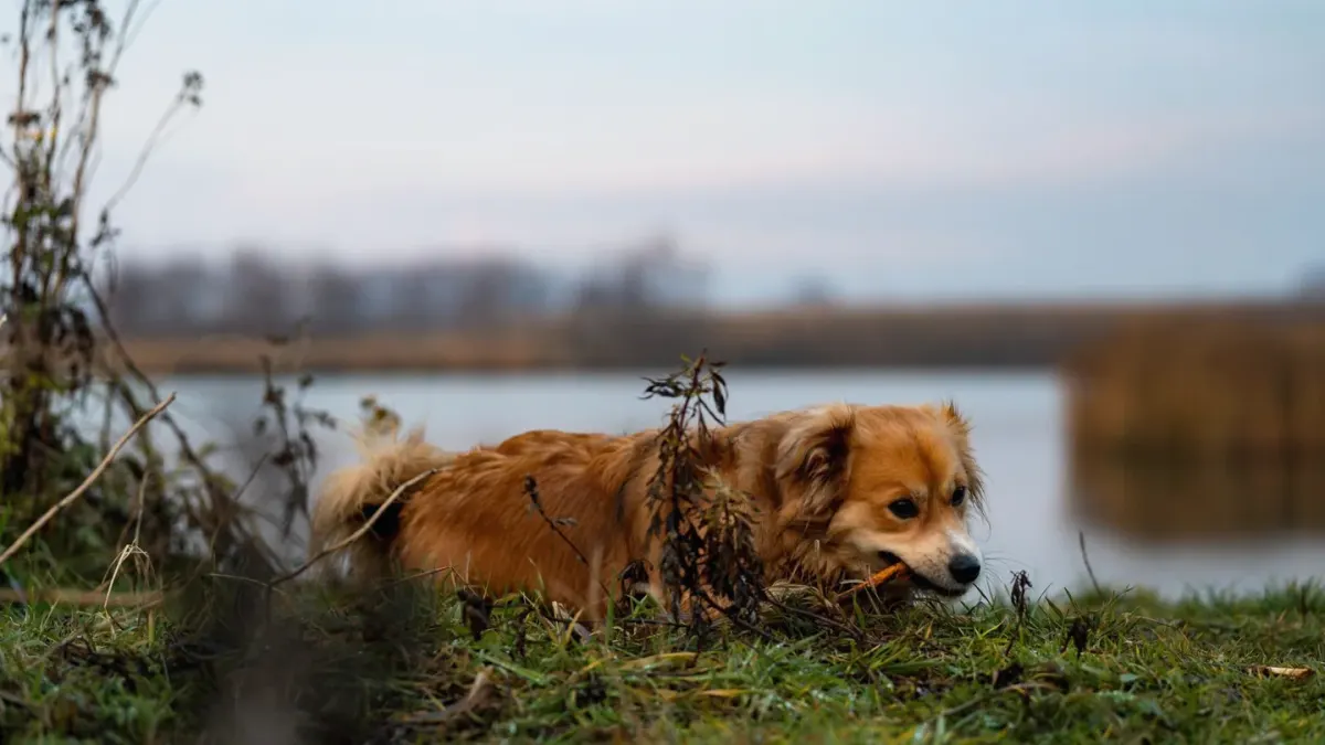 Dog eating outdoors