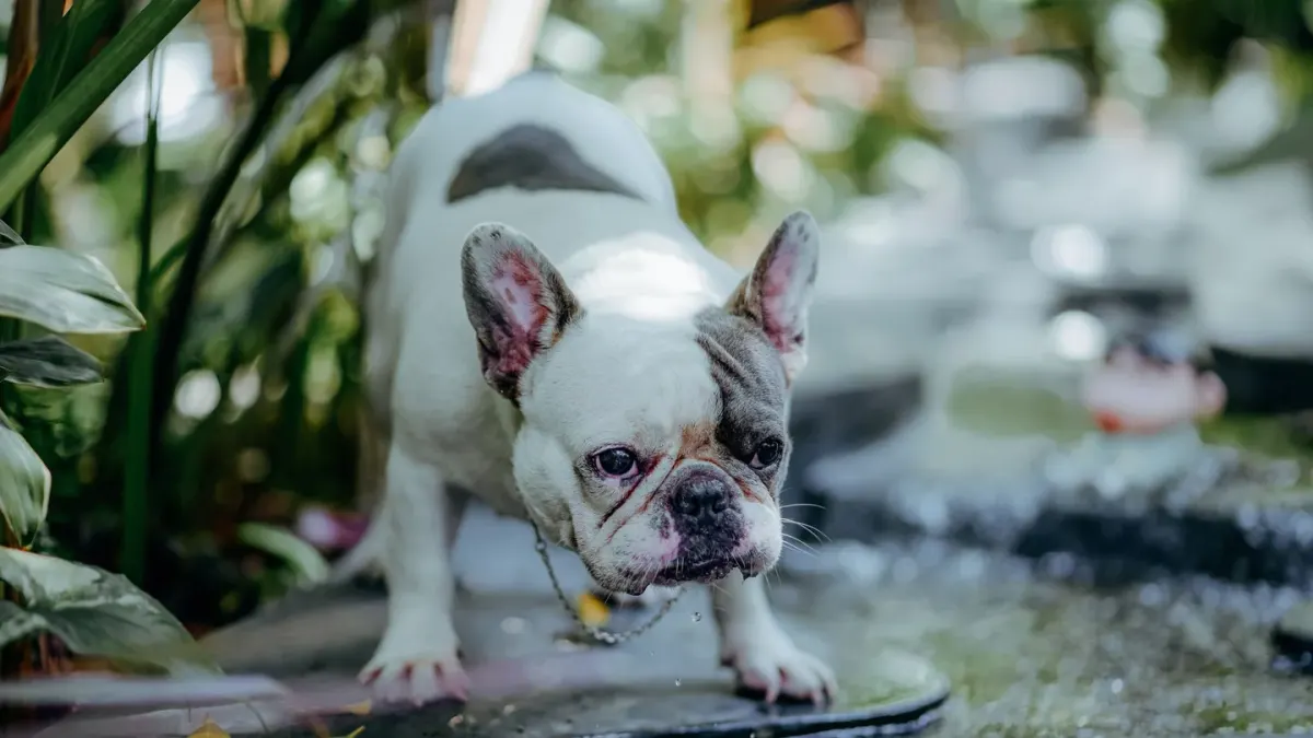 Dog eating outdoors
